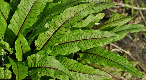 Green leaves with dark red veins of the blood dock red sorrel plant rumex sanguineus photo