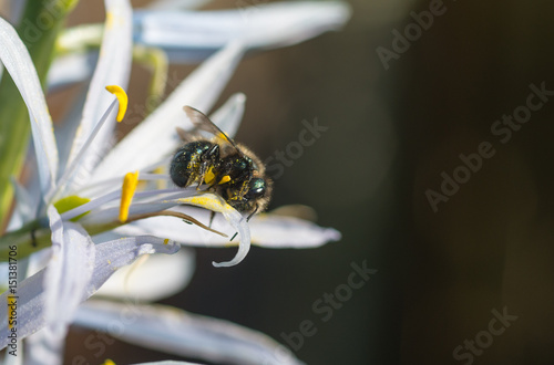 Orchard Mason Bee (Osmia lignaria) collecting pollen on blooming Cusick's Camas (Camassia cusickii) photo