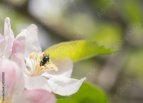 Orchard Mason Bee (Osmia lignaria) feeding on and pollinating an apple blossom