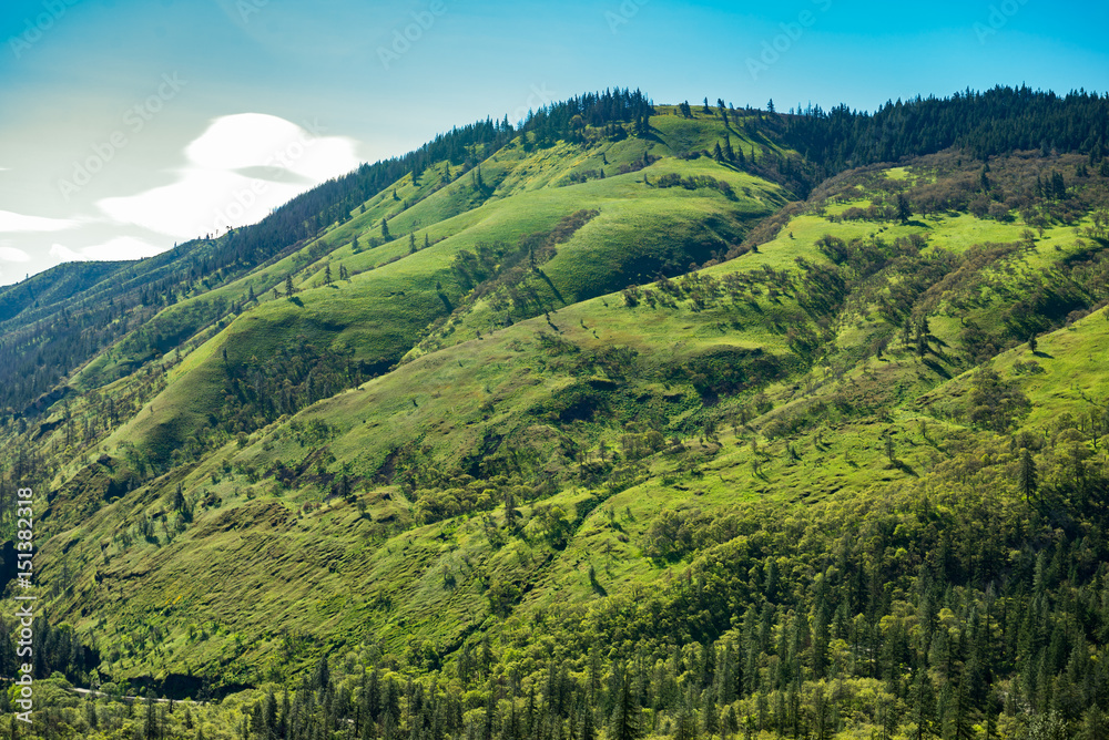 Spring green hillside in Oregon's Columbia River Gorge Spring green hillside in Oregon's Columbia River Gorge