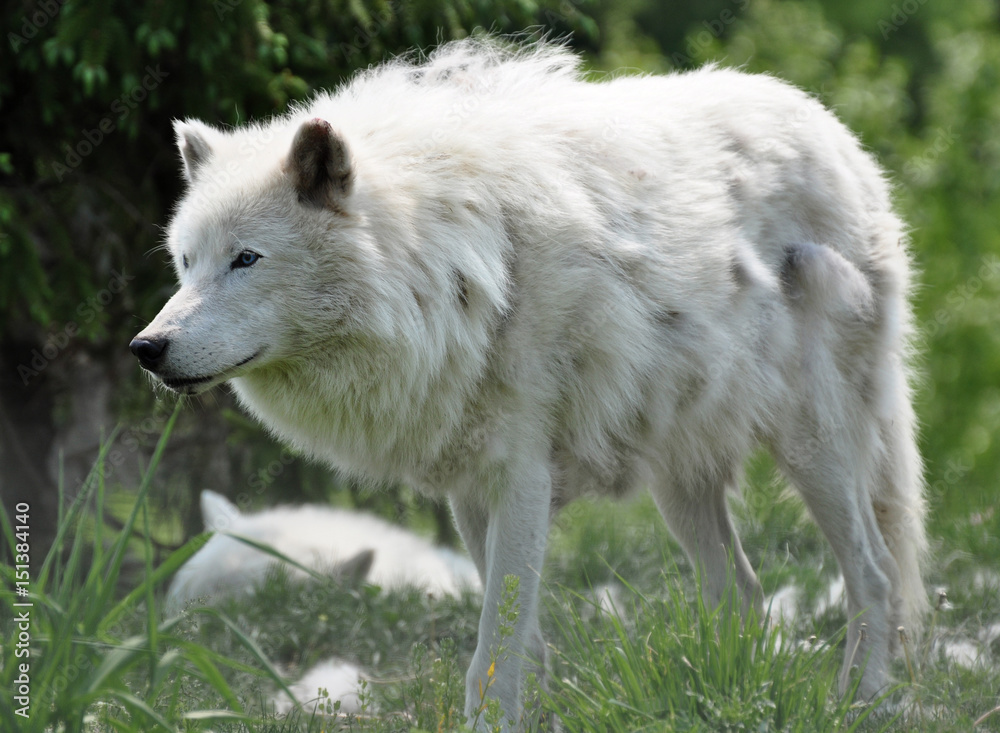 Wolf