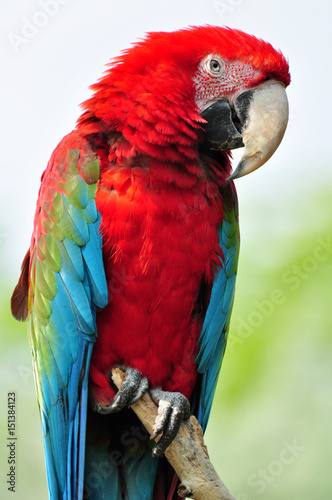 Obraz na płótnie Scarlett Macaw w salonie
