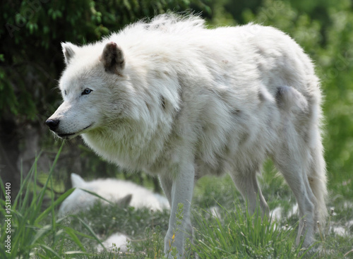 Obraz na płótnie Wolf w salonie