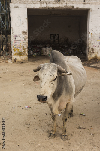 dirty stray cow