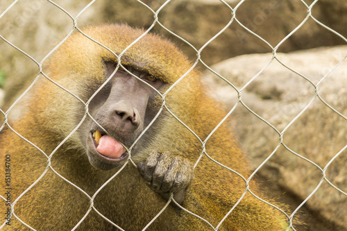 Baboon photo
