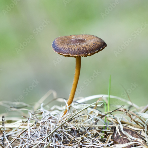 Mushroom Strobilurus stick ( lat: Strobilurus tenacellus ) photo