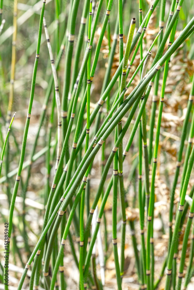 Plant Horsetail wintering ( lat. Equisetum hyemale ) Plant Horsetail wintering ( lat. Equisetum hyemale )