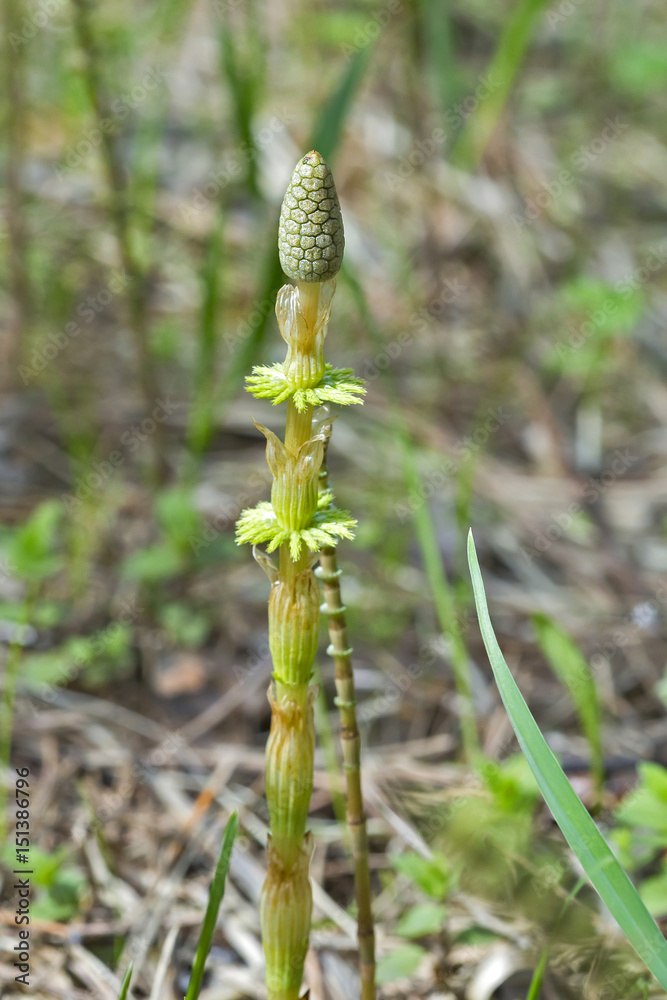 Plant Horsetail or common Horsetail ( lat. Equisetum arvense ) Plant Horsetail or common Horsetail ( lat. Equisetum arvense )