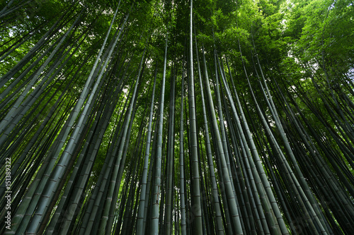 Japan bamboo forest