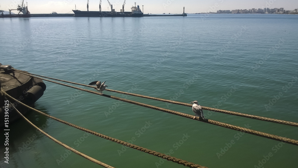 Seagull sitting on mooring ropes. Birds of the sea bay