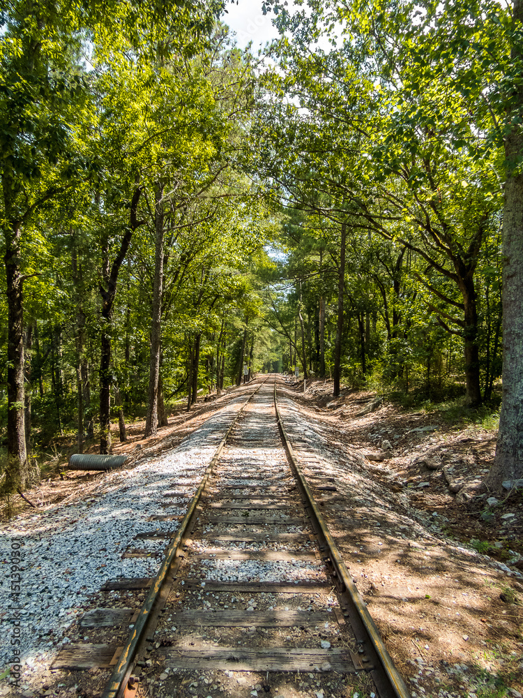 Fototapeta premium train tracks with trees