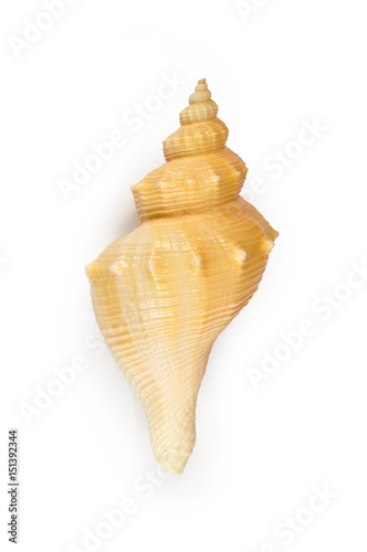 HEMIFUSUS TUBA CONCH Seashell isolated photo