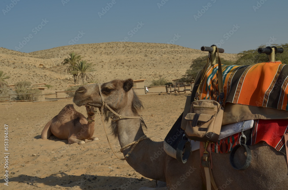 Fototapeta premium camel side