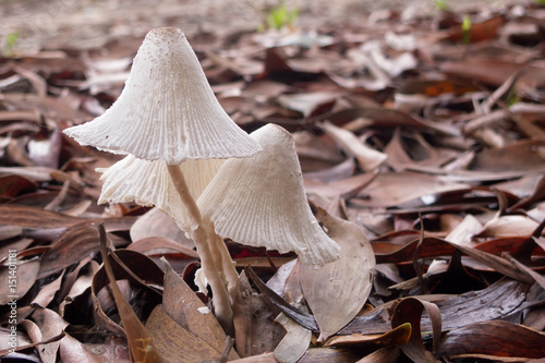 Inkcap mushrooms on forest floor photo