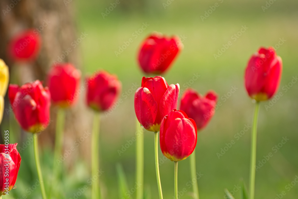 Beautiful red and pink tulips