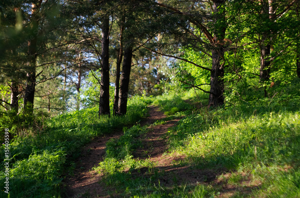 Forest path among sunny pine trees with bright spring green grass