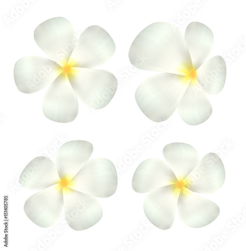 set of real white plumeria flower vector