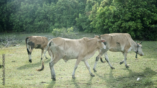 Cows grazing in a village