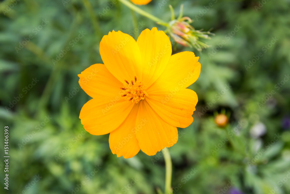 bloom yellow flower in park bloom yellow flower in park