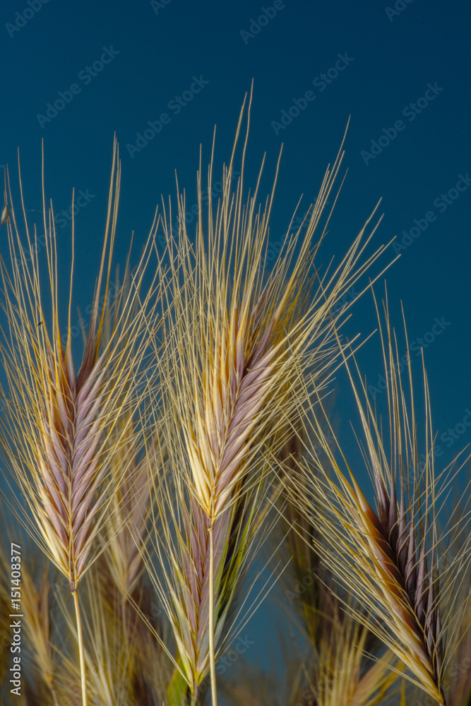 Feather grass in wind at sunset in the green field of grain, Crete Feather grass in wind at sunset in the green field of grain, Crete