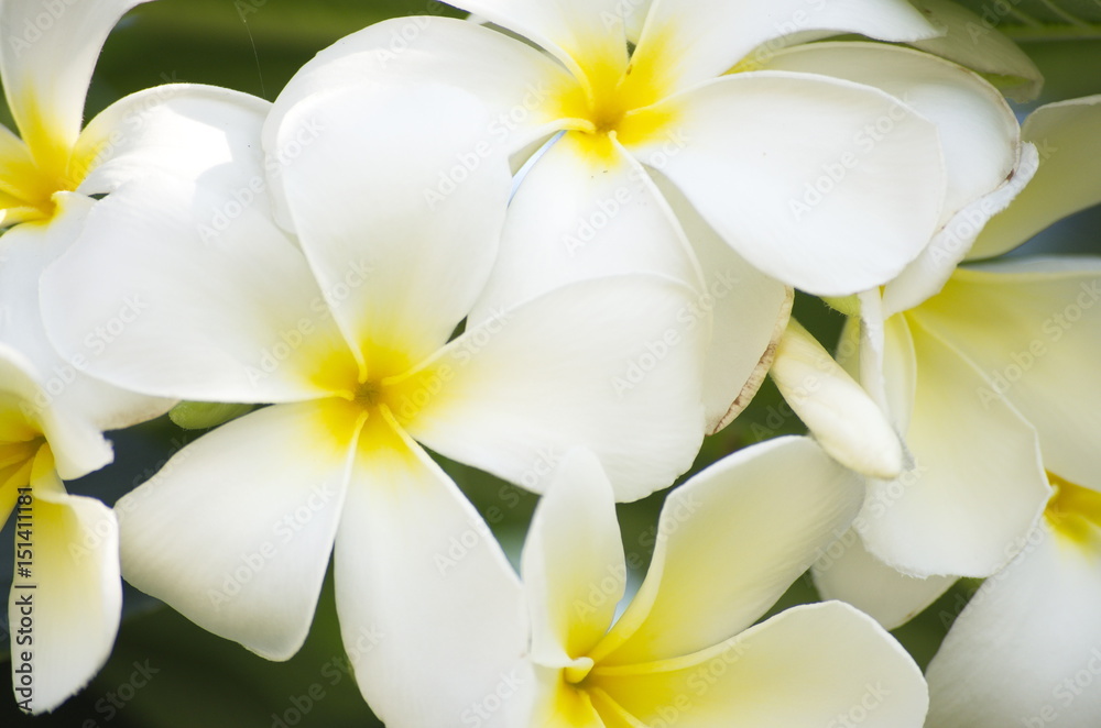 Obraz premium Flower and Gardening in nature.