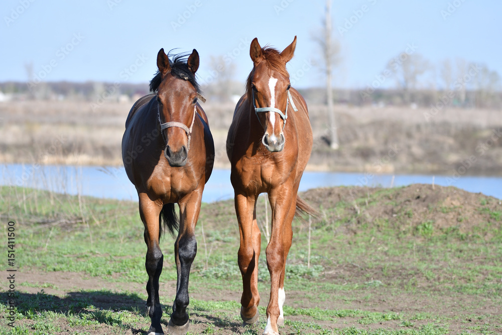 Fototapeta premium Horses at the farm