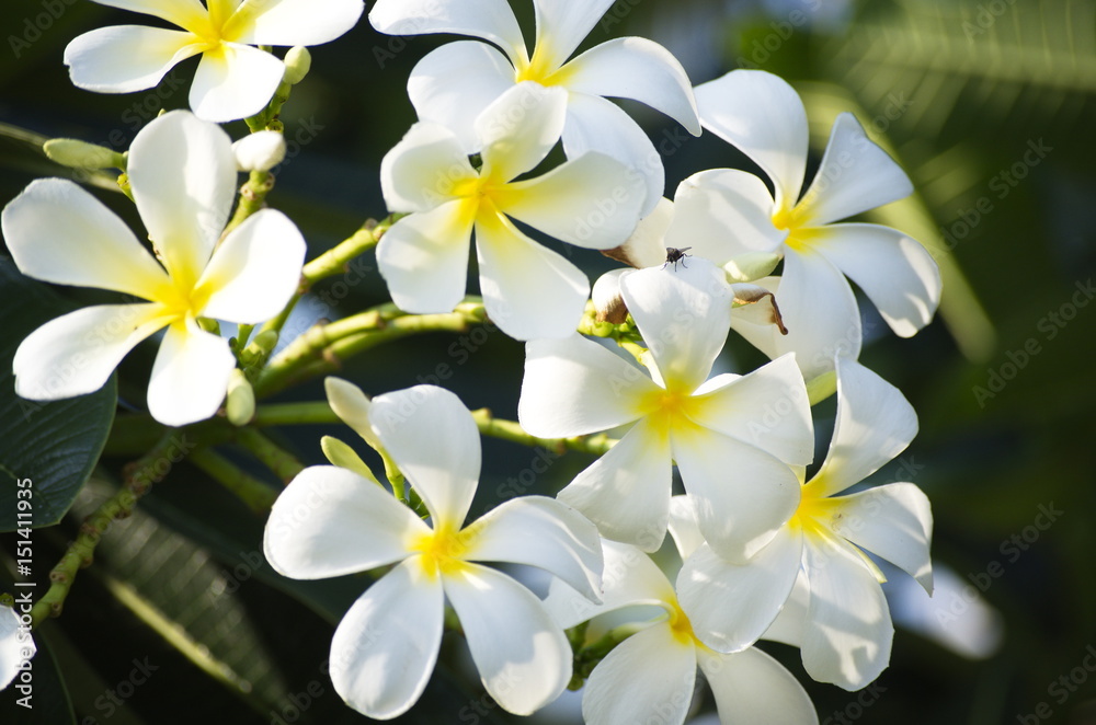 Flower and Gardening in nature.
Flower and Gardening in nature.