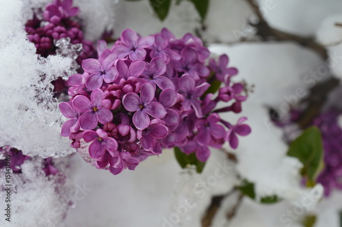 Spring Snow and Lilac