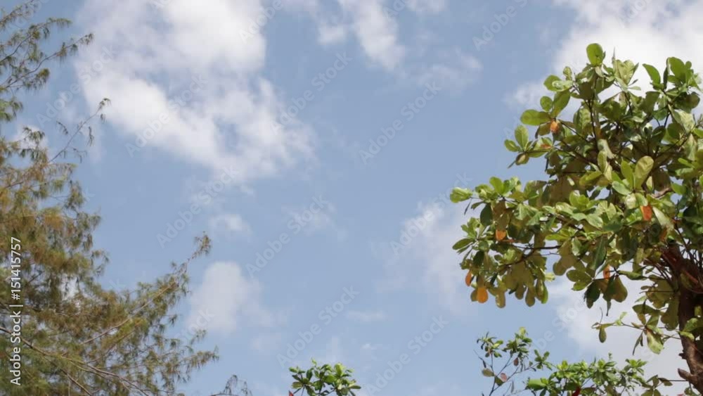 Tropical tree leaves under the bly sky with white clouds on an exotic island Bali, Indonesia. Paradise scene. Tropical tree leaves under the bly sky with white clouds on an exotic island Bali, Indonesia. Paradise scene.