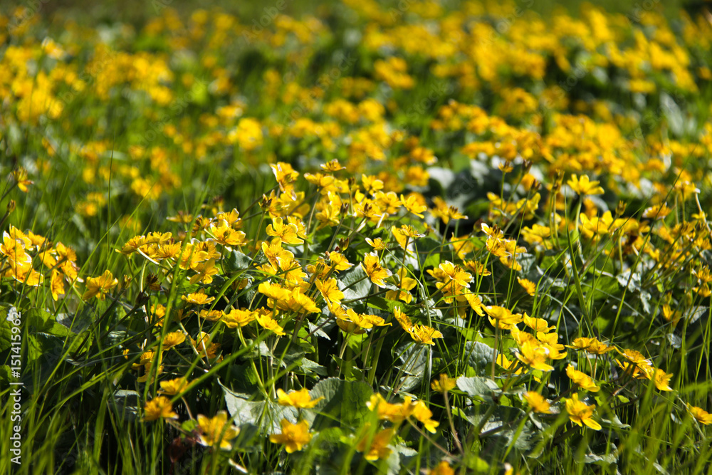 Fototapeta premium Glade blooming with yellow flowers.