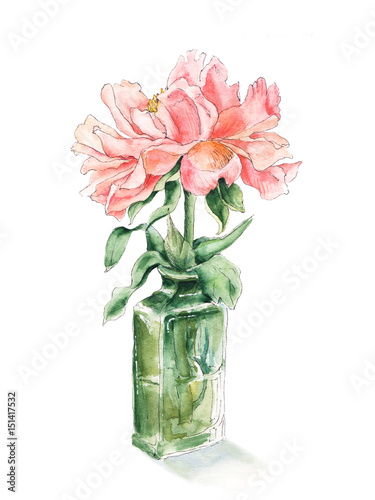 Pink, salmon color peony in green glass bottle, hand drawn watercolor sketch, botanical illustration isolated on white background. Sketch style watercolor illustration of pink peony flower in vase