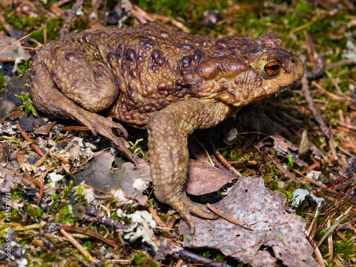 Common or European toad, Bufo bufo, in early spring close-up portrait on dry leaves, selective focus, shallow DOF