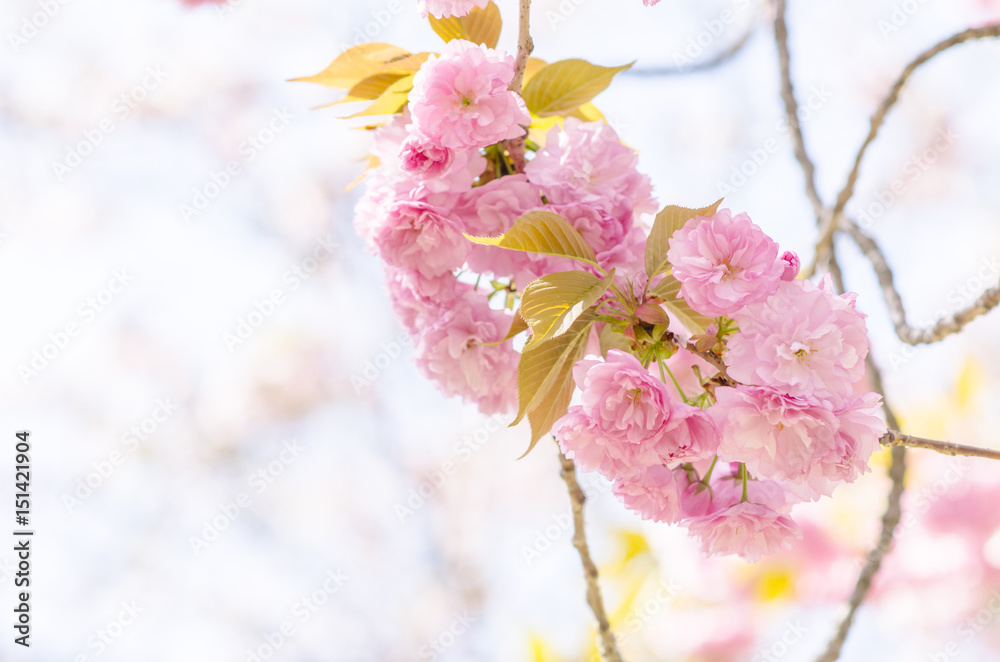 Fototapeta premium 広島造幣局の八重桜 