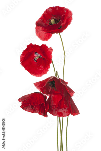 Fototapeta Naklejka Na Ścianę i Meble -  poppy flower isolated