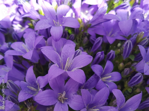 FLEURS CLEMATITES   CLEMATIS