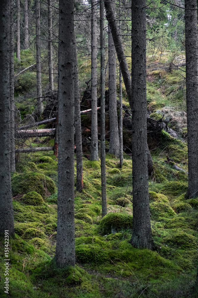 Fototapeta premium Old primeval forest with nice lights and shadows