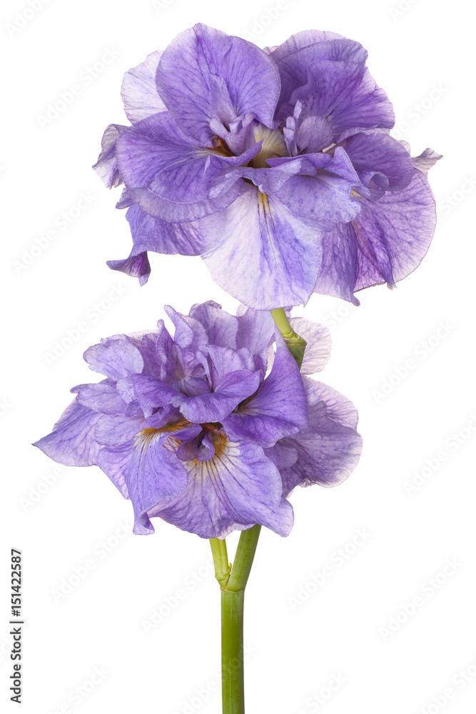 iris flower isolated