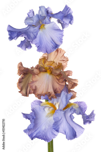 Fototapeta Naklejka Na Ścianę i Meble -  iris flowers isolated