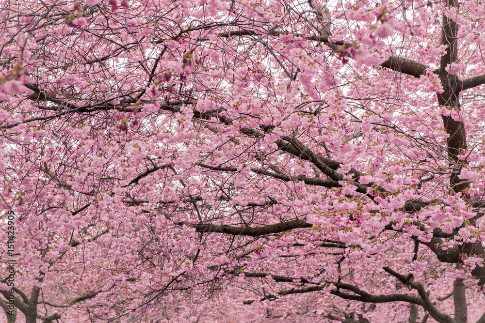 Many cherry blossom flower against white background Many cherry blossom flower against white background