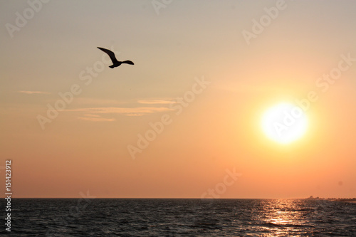 Seagull flying over the sea on the background of sunset