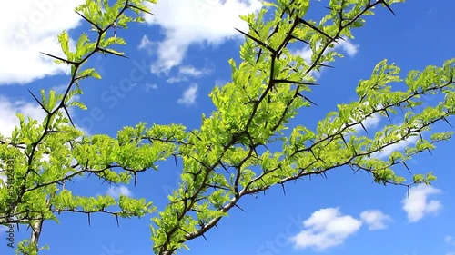 Young shoots of leaves and acacia thorns against a bright blue sky.