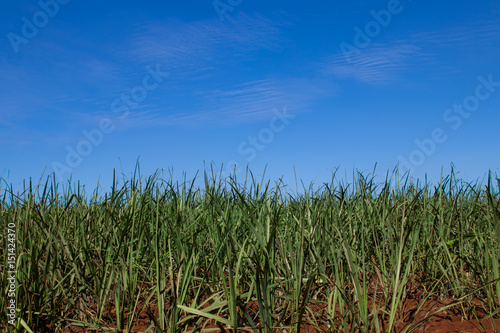 sugar cane plantation