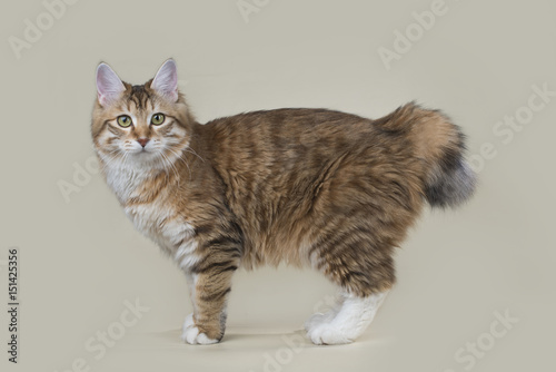 Fotografija Kurilian Bobtail on a light isolated background