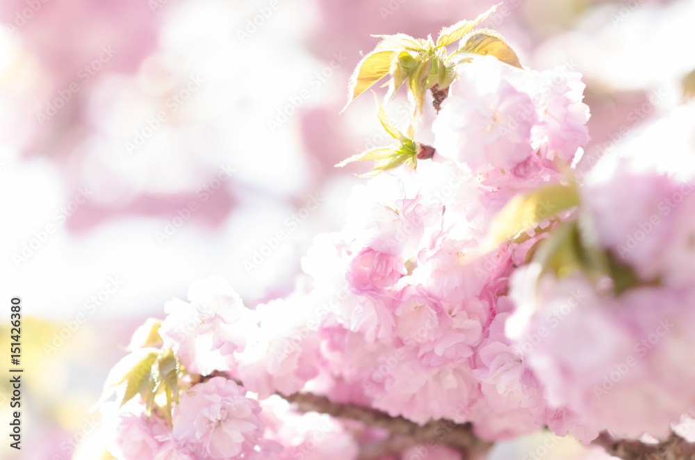 Fototapeta premium 広島造幣局の八重桜 