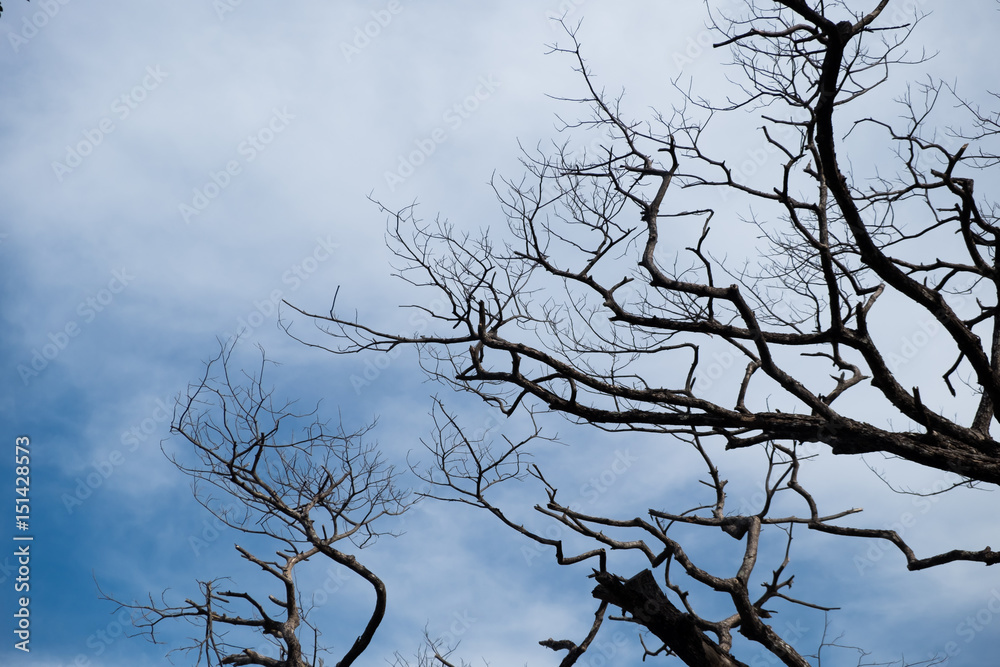 dry branch on blue sky background dry branch on blue sky background