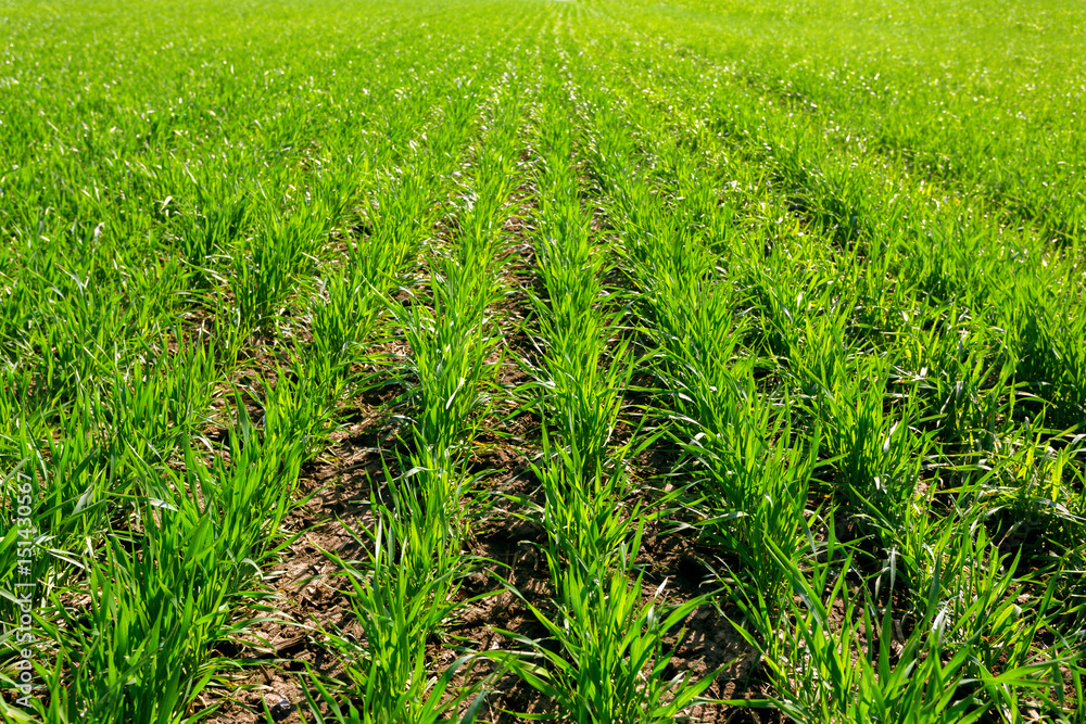 spring green field spring green field