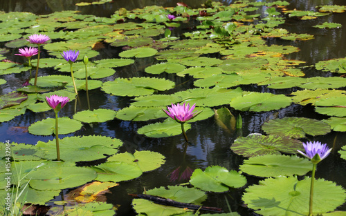 flower Lotus in pond