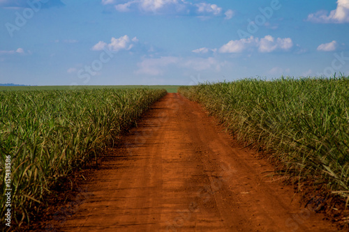 Sugar cane and road