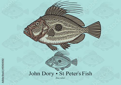 John Dory, Saint Peter`s Fish. Vector illustration for artwork in small sizes. Suitable for graphic and packaging design, educational examples, web, etc.