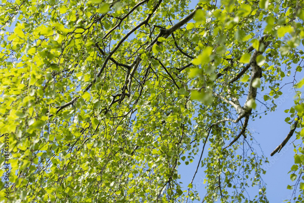 Fototapeta premium Young leaves in a tree birch tree.
